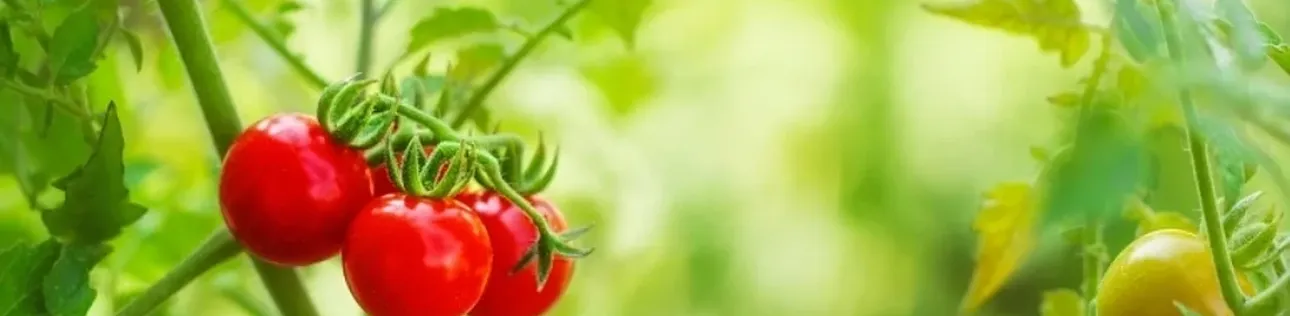tomat_taimede_kasvatamine_1100x400.webp