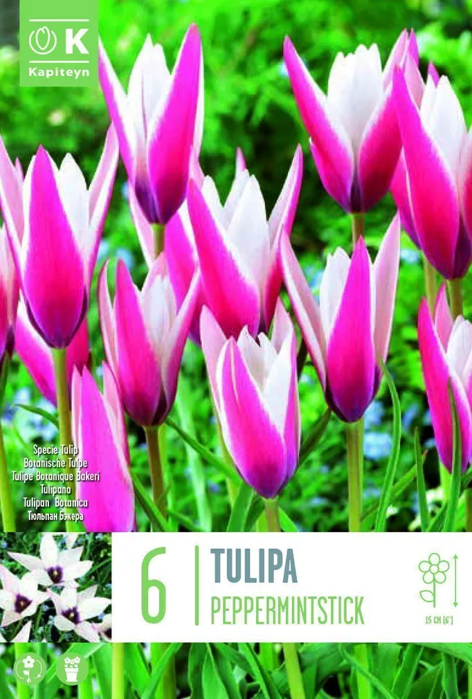 LILLESIBUL KAPITEYN HÄBELIK TULP "PEPPERMINTSTICK"