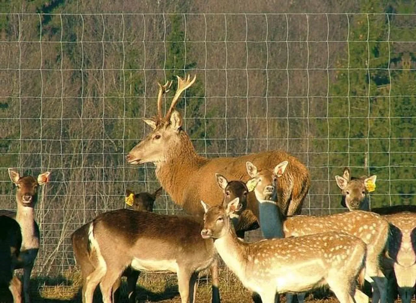 LOOMAVÕRK KEEVITATUD 1500MM 50M RULLIS