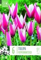 LILLESIBUL KAPITEYN HÄBELIK TULP "PEPPERMINTSTICK"