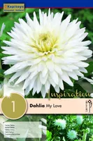 DAALIA KAPITEYN "MY LOVE" 1TK PAKIS