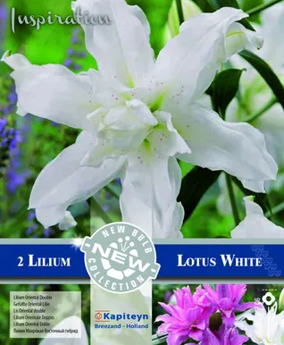 IDALIILIA KAPITEYN "DOUBLE LOTUS WHITE" 2TK PAKIS