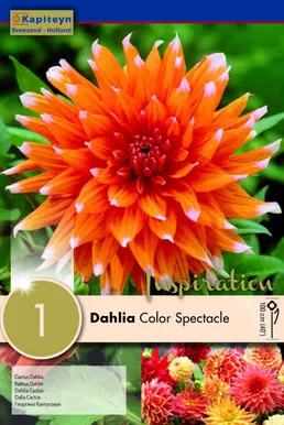 DAALIA KAPITEYN "COLOR SPECTACLE" 1TK PAKIS