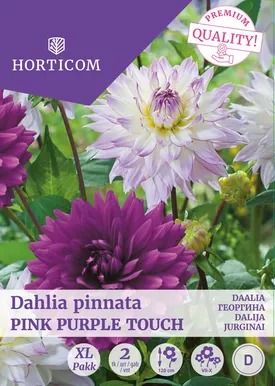 DAALIA PINK PURPLE TOUCH 2TK