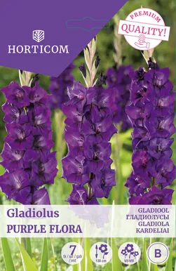 GLADIOOL PURPLE FLORA 7TK