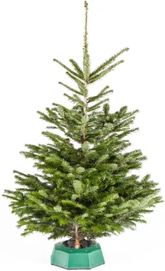 JÕULUPUU KAUKAASIA NULG 125-175CM