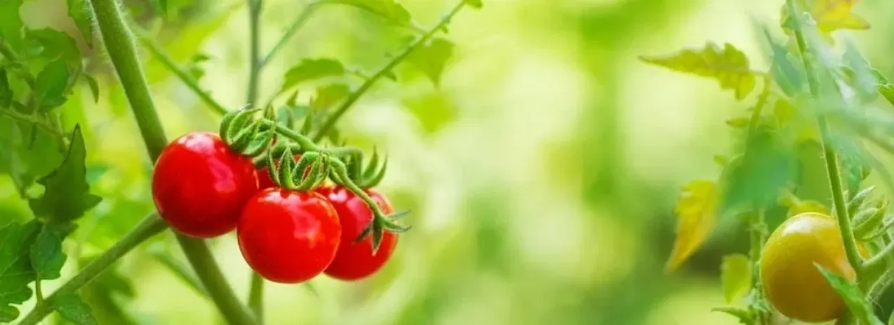 TASUB TEADA! Tomatitaimede kasvatamise nipid