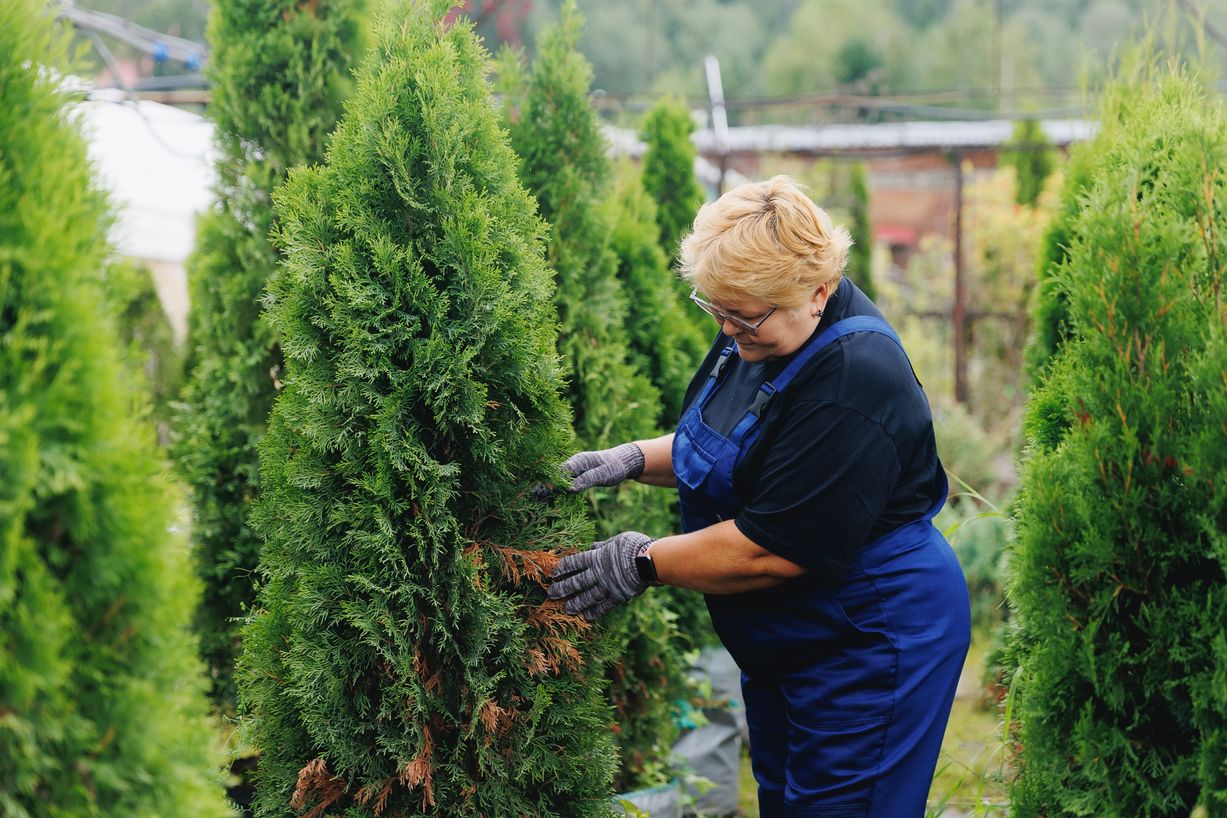 Elupuud – kiire kasvuga privaatsuseloojad 